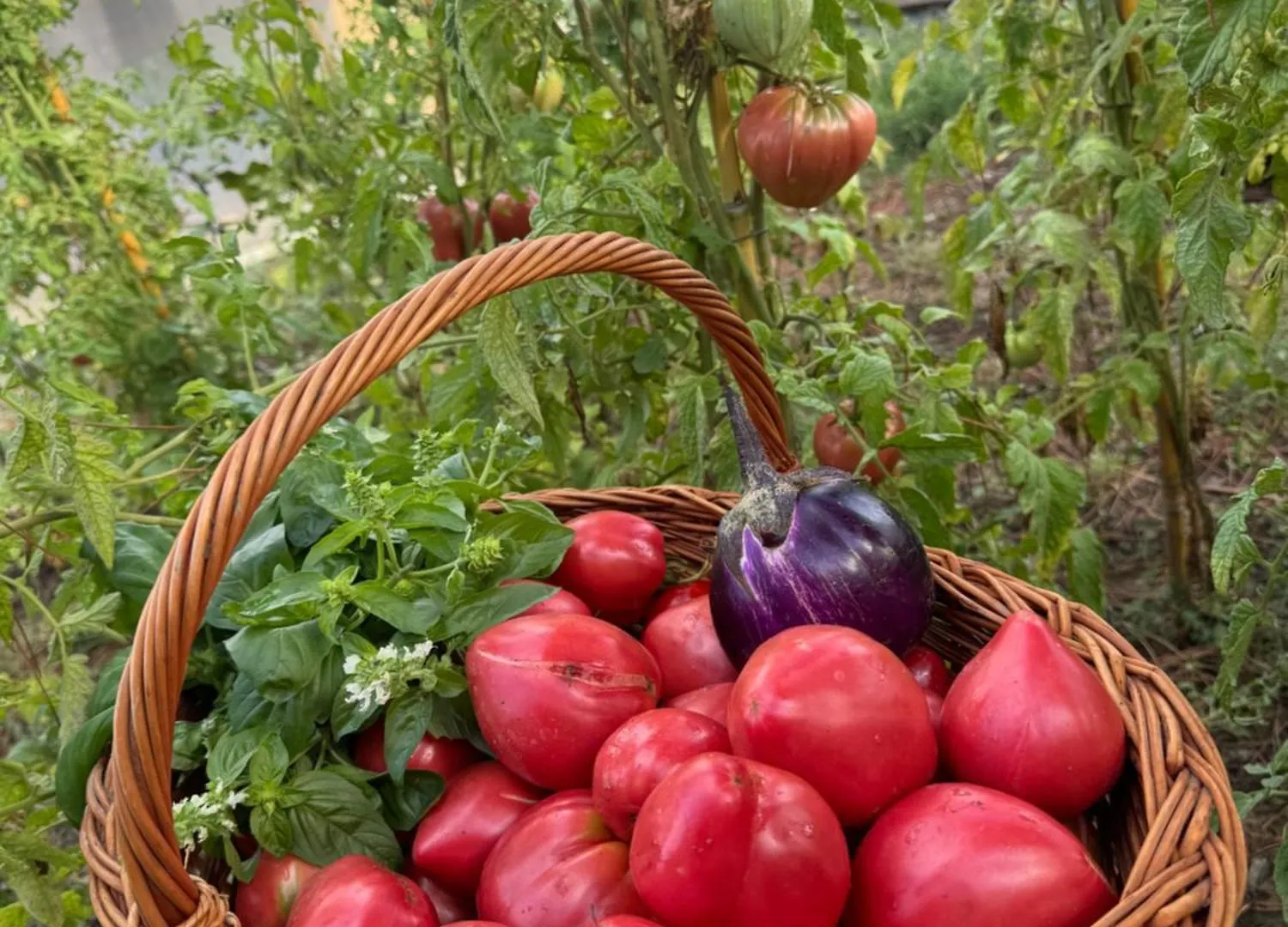 Séjour à la ferme Corte Di Valle Greve in Chianti Italie